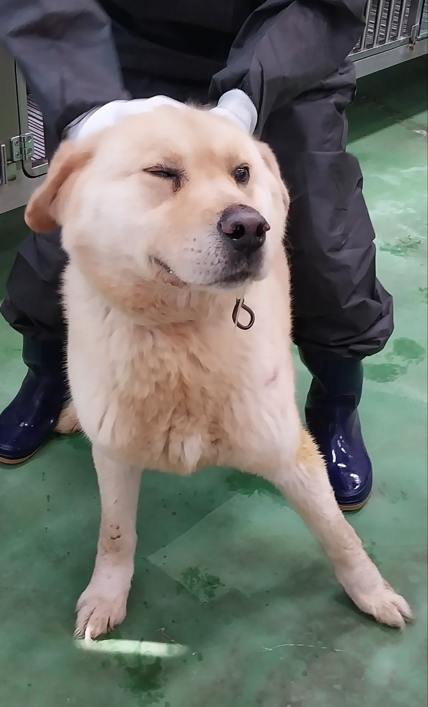 제천시 동물보호센터_443440202300132